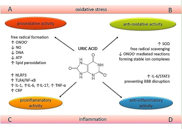尿酸影响的多面性